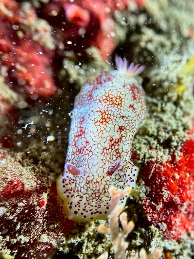 Reticulated Nudibranch