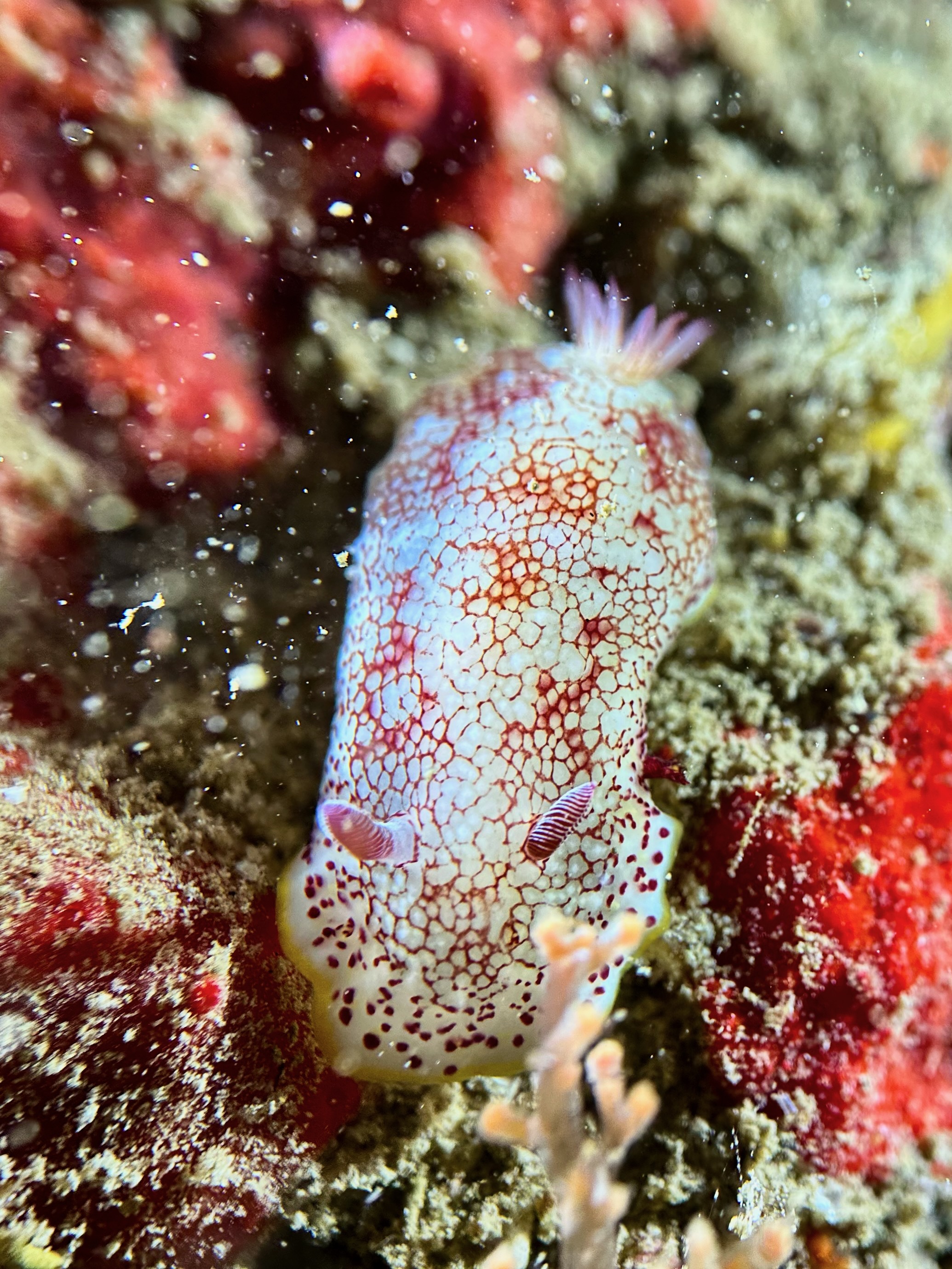 Reticulated Nudibranch