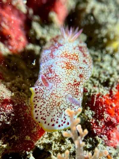 Reticulated Nudibranch