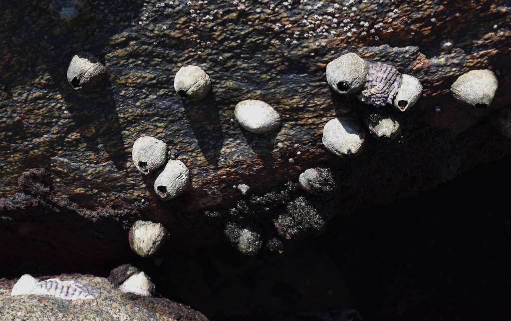 Tetraclita squamosa, Trinity Beach, Cairns, QLD, 30/08/23