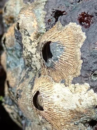 Tetraclita squamosa - Santa Cruz, Galapagos, EC