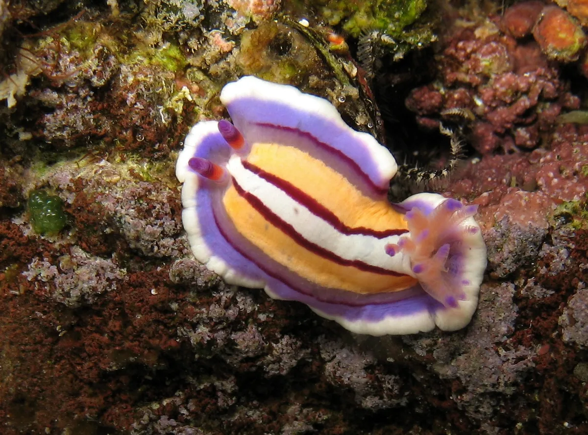 Mexichromis lemniscata
