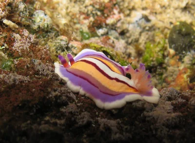 Mexichromis lemniscata