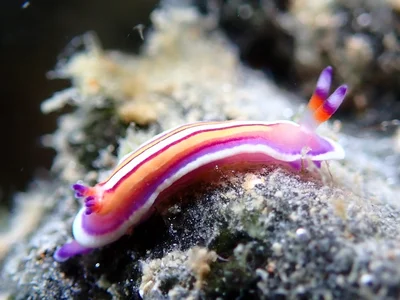 Mexichromis lemniscata - South Pacific Ocean, Palmyra Atoll, UM