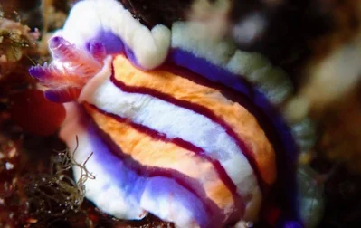 Mexichromis lemniscata - Palmyra Atoll, UM