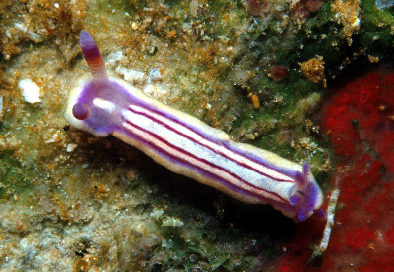 Mexichromis lemniscata - Enewetak Atoll, RMI