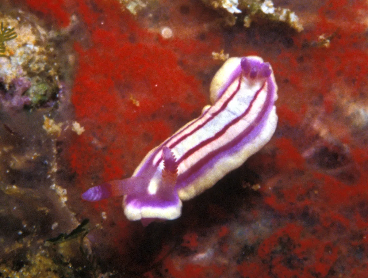 Mexichromis lemniscata - Enewetak Atoll, RMI