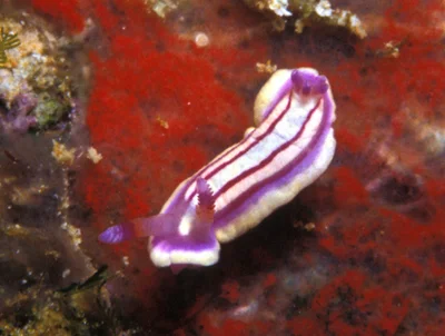 Mexichromis lemniscata - Enewetak Atoll, RMI