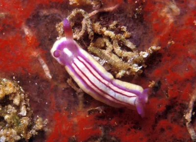 Mexichromis lemniscata - Enewetak Atoll, RMI