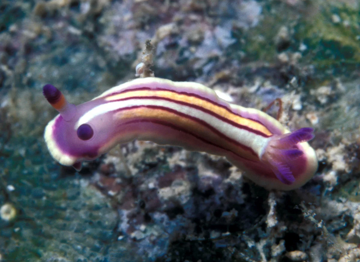 Mexichromis lemniscata - Enewetak Atoll, RMI