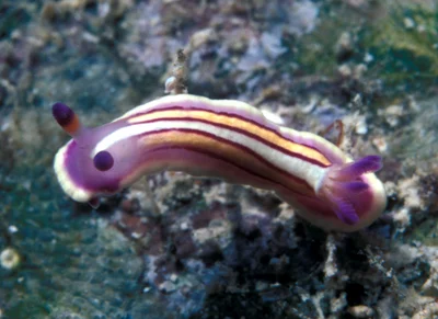 Mexichromis lemniscata - Enewetak Atoll, RMI