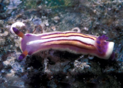 Mexichromis lemniscata - Enewetak Atoll, RMI