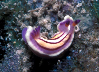 Mexichromis lemniscata - Enewetak Atoll, RMI