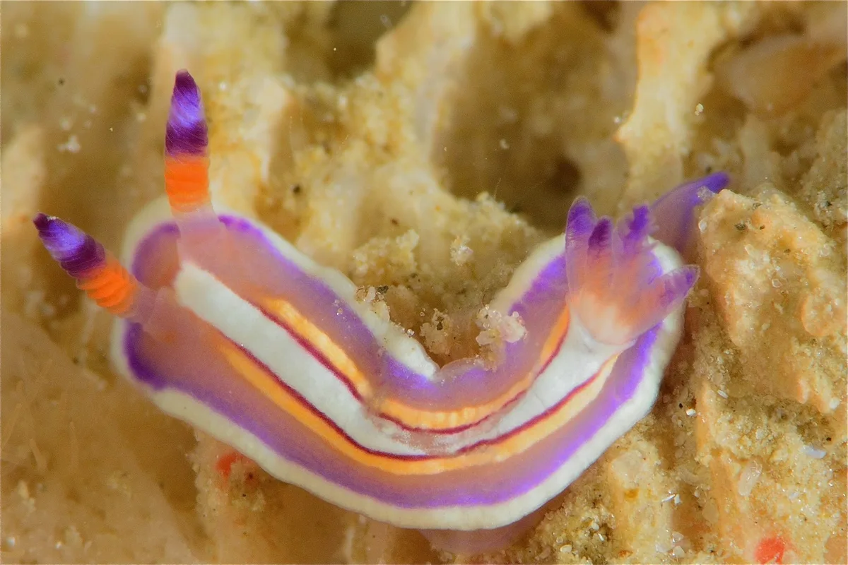 Mexichromis lemniscata - Gulf of Oman, , Fujairah, AE