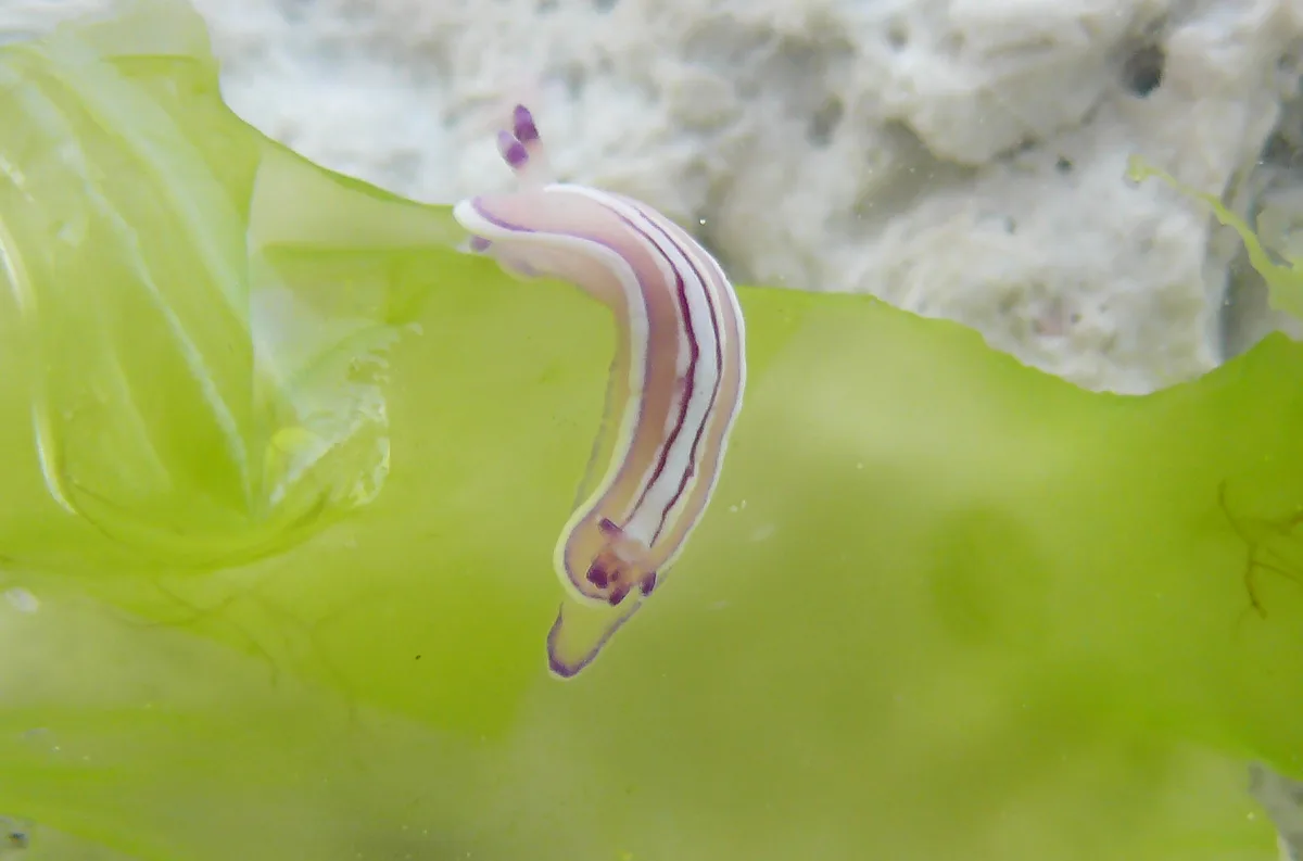 Mexichromis lemniscata - Tuamotus Islands, Polinesia Francese