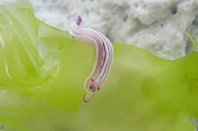 Mexichromis lemniscata - Tuamotus Islands, Polinesia Francese