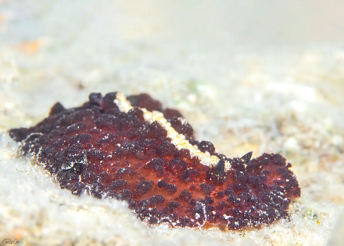 Atagema intecta