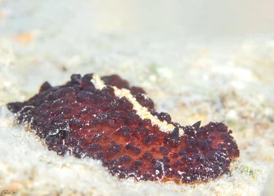 Atagema intecta