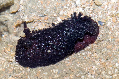 Atagema intecta