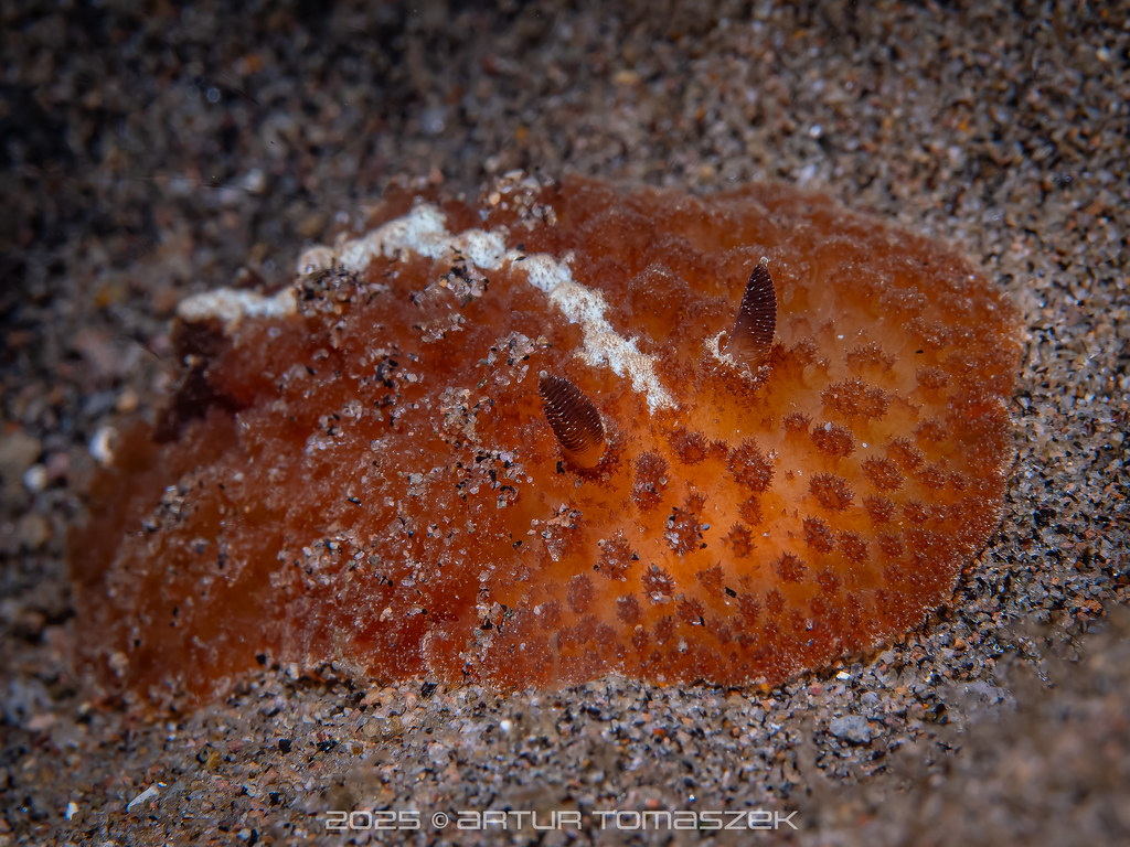 Atagema intecta