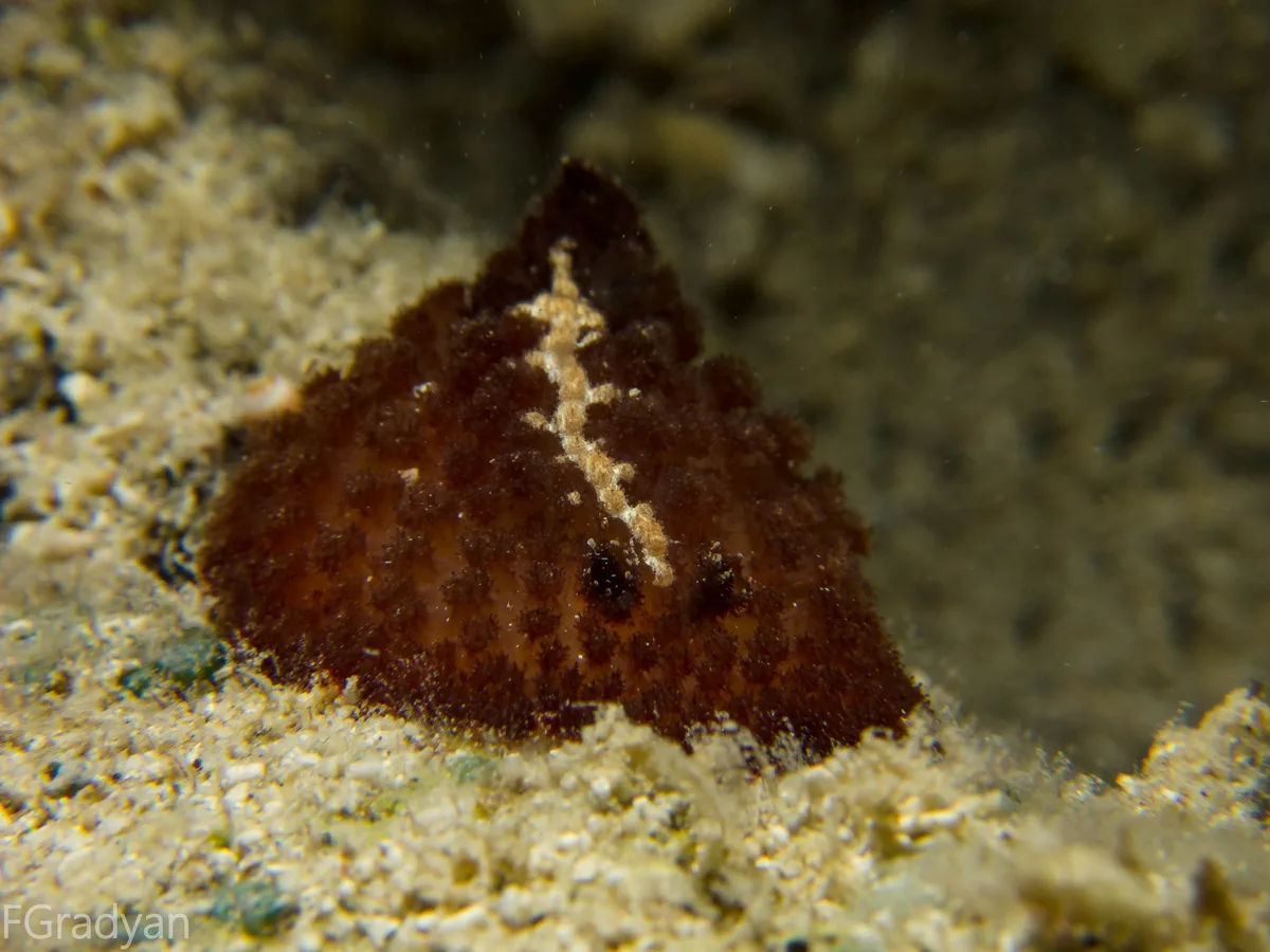 Atagema intecta
