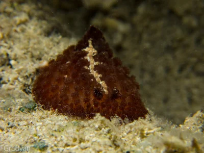 Atagema intecta