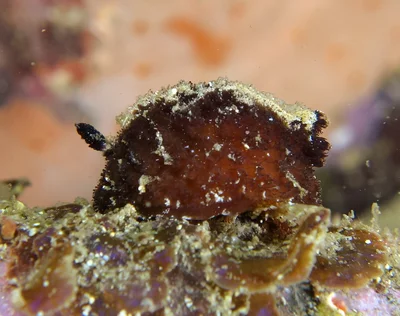 Atagema intecta - 25th October 2015.