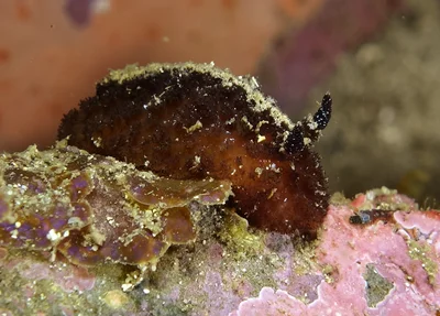 Atagema intecta - 25th October 2015.