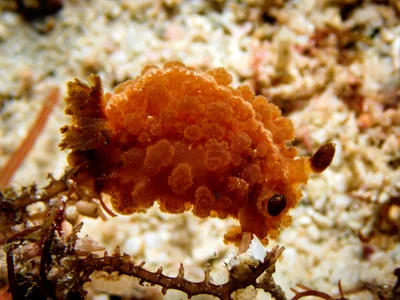 Atagema intecta 2201