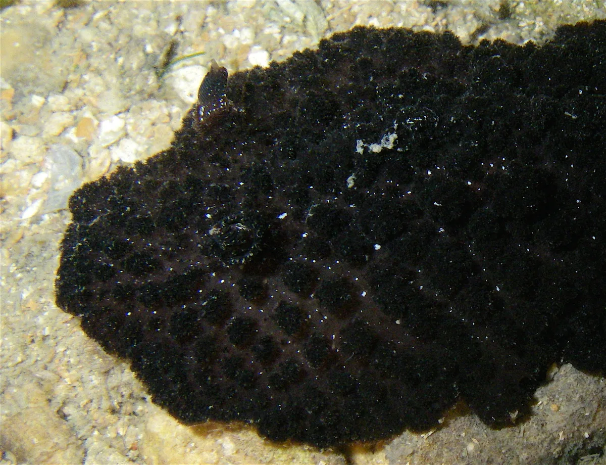 Nudibranch : Atagema Intecta