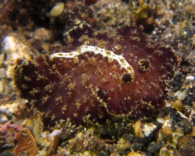 White-stripe atagema