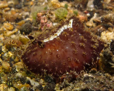 White-stripe atagema