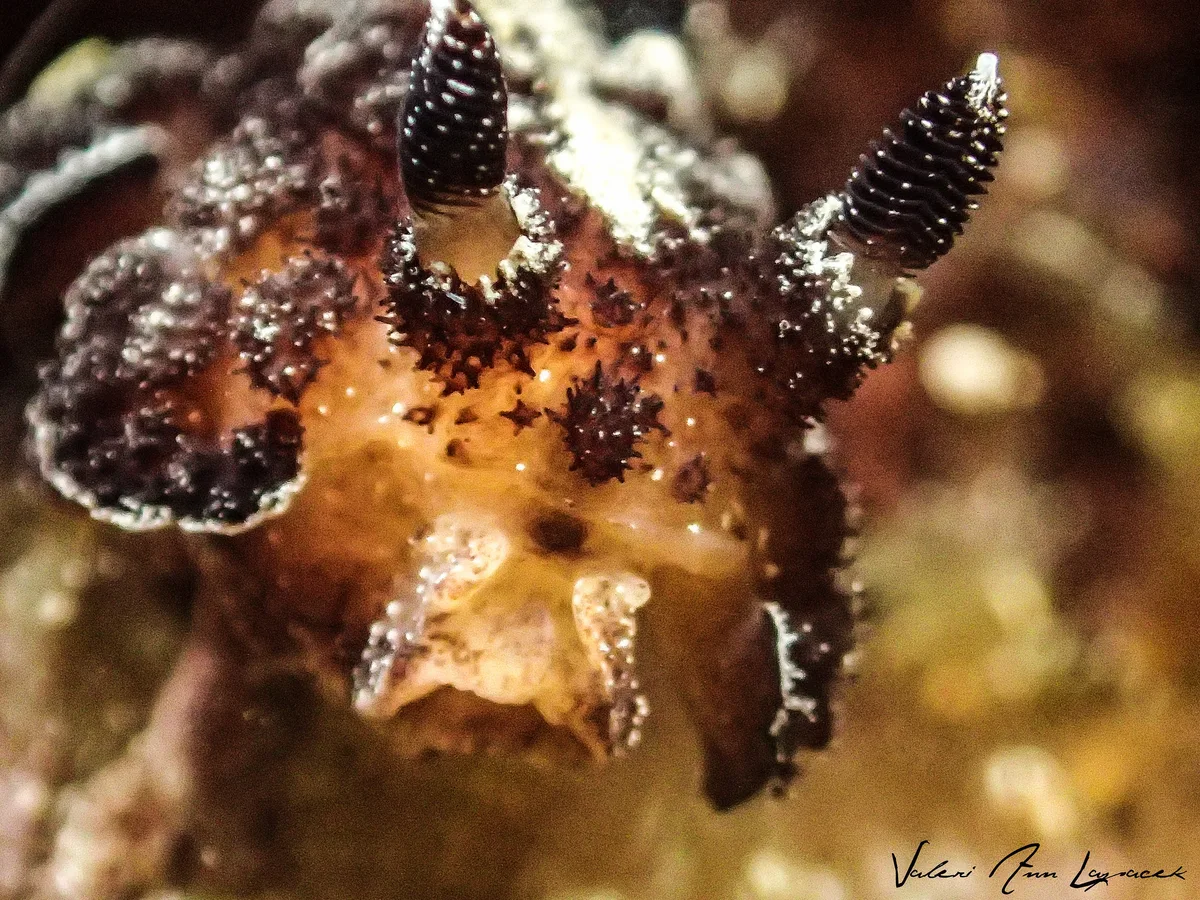Atagema intecta-face, Malapascua 2015 (1 of 1)