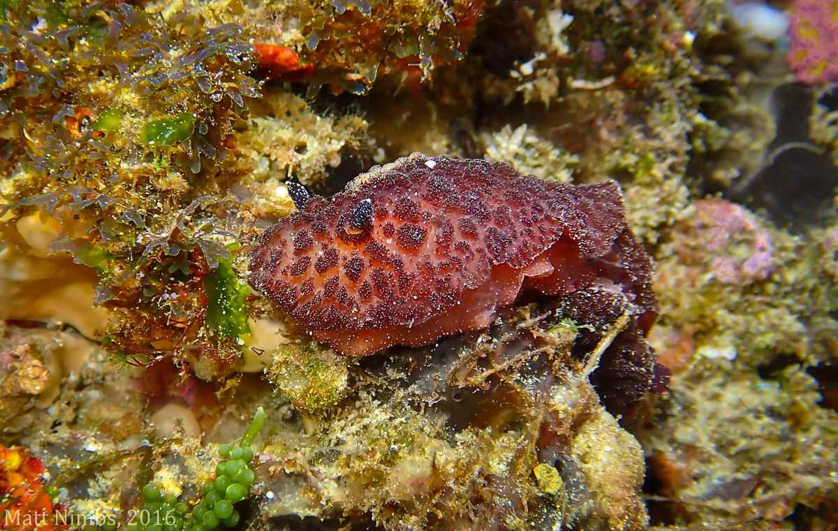 Heterobranchia | Nudibranchia | Discodorididae | Atagema intecta (Kelaart, 1858) - Sandy Beach (Solitary Islands Marine Park) NSW, Australia