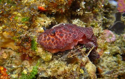 Heterobranchia | Nudibranchia | Discodorididae | Atagema intecta (Kelaart, 1858) - Sandy Beach (Solitary Islands Marine Park) NSW, Australia