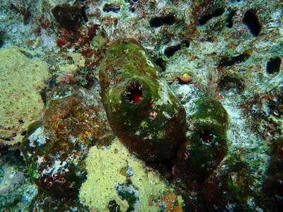 Ridged Sea Squirt