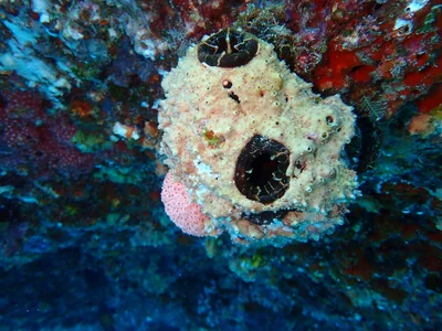 Ridged Sea Squirt
