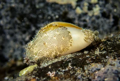 Monetaria annulus BS