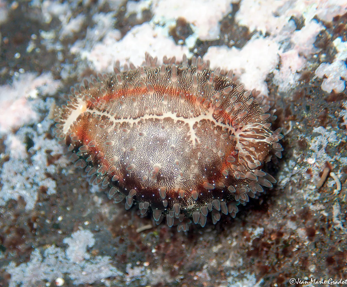 Monetaria annulus