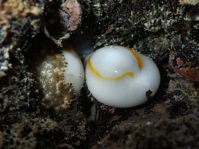 Monetaria annulus