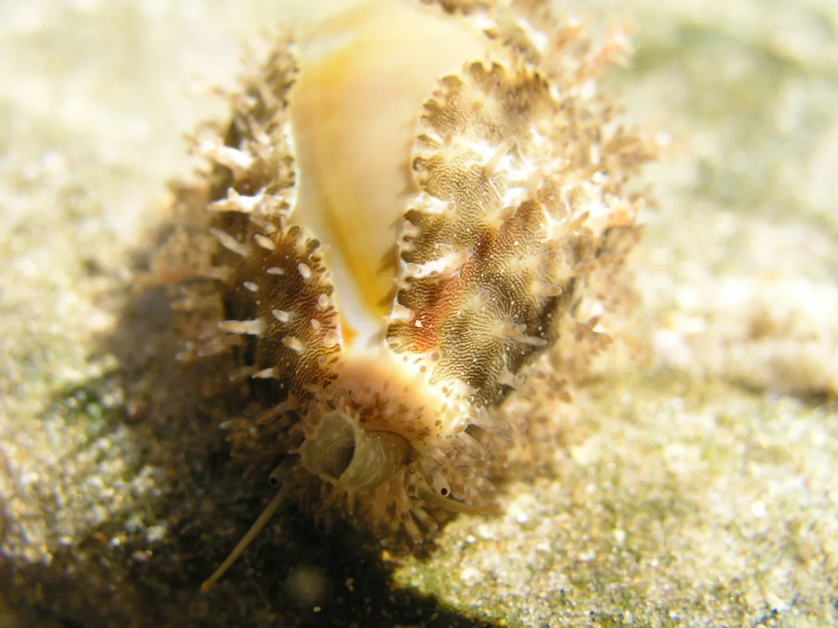 Monetaria annulus 1