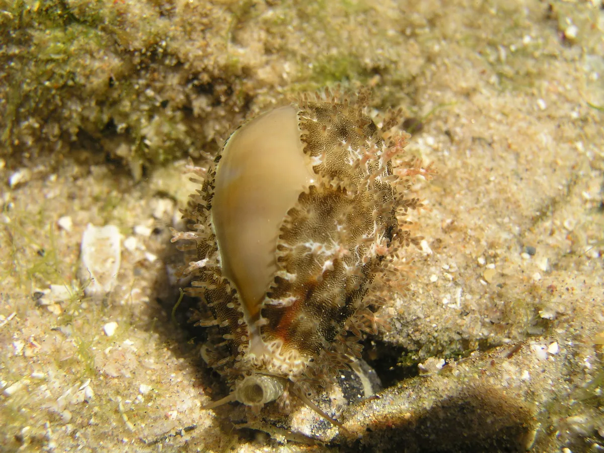 Monetaria annulus 3