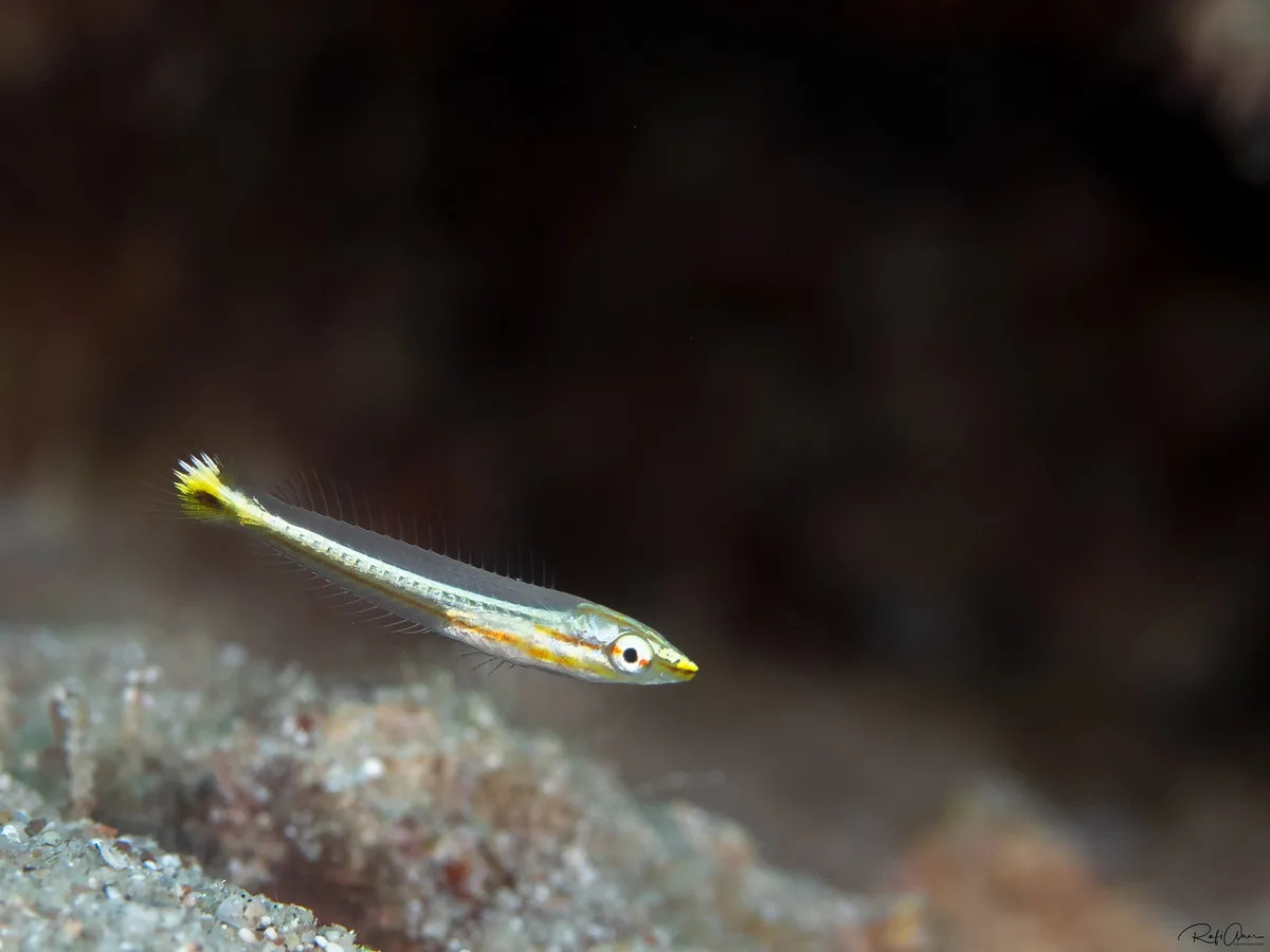 Hologymnosus annulatus - Ringed Slender Wrasse - Juvenile