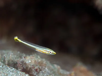 Hologymnosus annulatus - Ringed Slender Wrasse - Juvenile