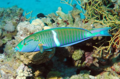 Labre Annelé - Hologymnosus annulatus