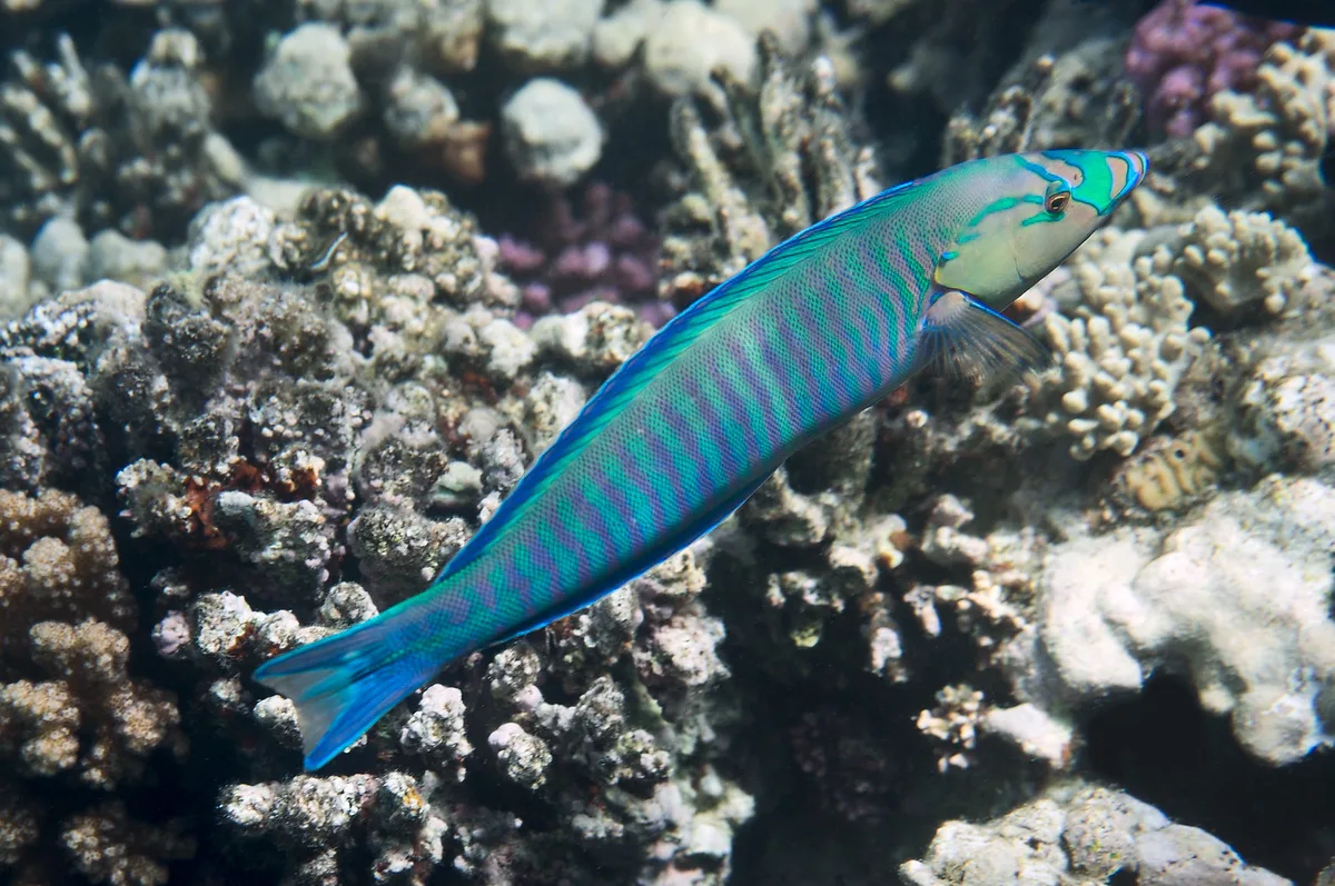 Hologymnosus annulatus