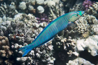 Hologymnosus annulatus