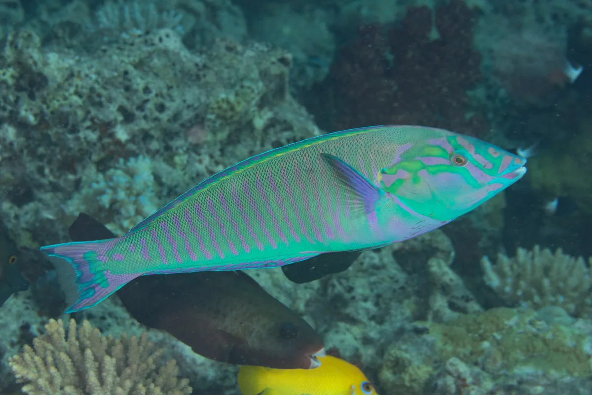 Ring Wrasse