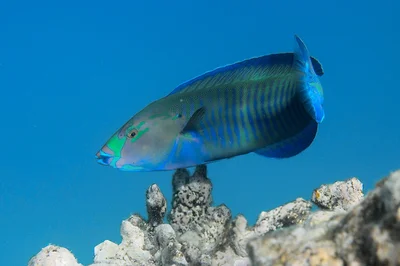 Hologymnosus annulatus