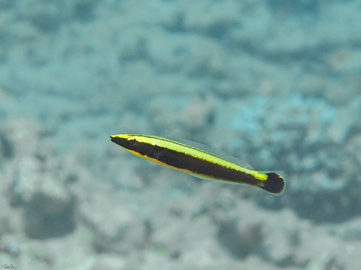 Ringed Slender Wrasse - Juvenile - Hologymnosus annulatus